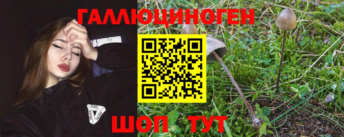 Галлюциногенные грибы Psilocybine cubensis  Галлюциногенные грибы Psilocybe  Советск  Вход с VPN 