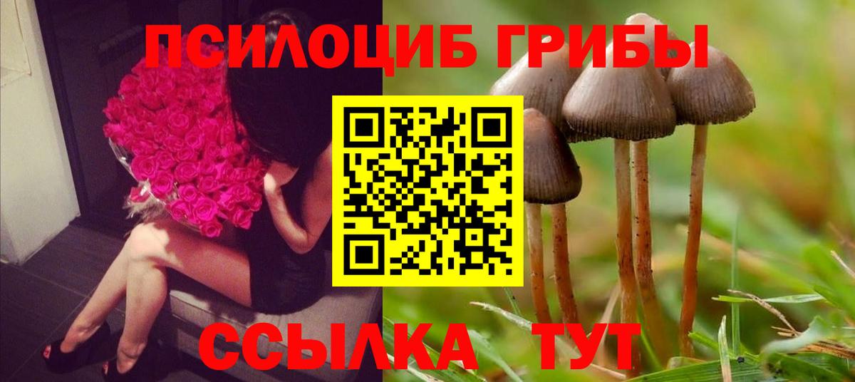 Псилоцибиновые грибы Psilocybine cubensis Советск